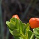 Plantes cactacées ou plantes similaires