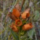 Plantes et arbustes avec inflorescence de couleur orange