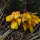 Plantes et arbustes avec inflorescence jaune ou dorée