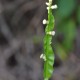 Plantes et arbustes avec inflorescence blanche