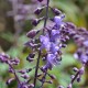 Plantes et arbustes avec inflorescence bleue