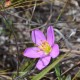 Plantes et arbustes avec inflorescence rose ou violette