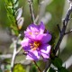 Plantes et arbustes avec inflorescence rose ou violette