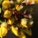 Plantes et arbustes avec inflorescence jaune ou dorée