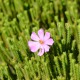 Plantes et arbustes avec inflorescence rose ou violette