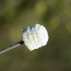 Plantes et arbustes avec inflorescence blanche