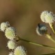 Plantes et arbustes avec inflorescence blanche