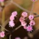 Plantes et arbustes avec inflorescence rose ou violette