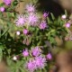 Plantes et arbustes avec inflorescence rose ou violette