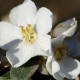 Plantes et arbustes avec inflorescence blanche