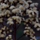 Plantes et arbustes avec inflorescence blanche