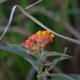 Plantes et arbustes avec inflorescence de couleur orange