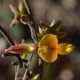 Plantes et arbustes avec inflorescence jaune ou dorée