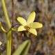 Plantes orchidacées