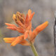 Plantes et arbustes avec inflorescence de couleur orange