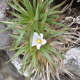 Plantes et arbustes avec inflorescence blanche