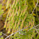 Plantes cactacées ou plantes similaires