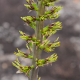 Plantes broméliacées