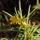 Plantes et arbustes avec inflorescence jaune ou dorée