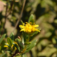 Plantes et arbustes avec inflorescence jaune ou dorée