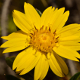 Plantes et arbustes avec inflorescence jaune ou dorée