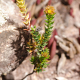 Plantes et arbustes avec inflorescence jaune ou dorée