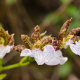 Plantes orchidacées