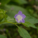 Plantes et arbustes avec inflorescence bleue