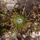 Plantes cactacées ou plantes similaires