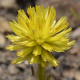 Plantes et arbustes avec inflorescence jaune ou dorée