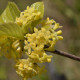 Plantes et arbustes avec inflorescence jaune ou dorée