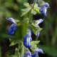 Plantes et arbustes avec inflorescence bleue