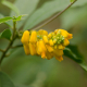 Plantes et arbustes avec inflorescence jaune ou dorée