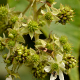 Plantes et arbustes avec inflorescence blanche