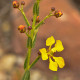 Plantes et arbustes avec inflorescence jaune ou dorée