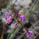 Plantes orchidacées