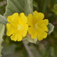 Plantes et arbustes avec inflorescence jaune ou dorée