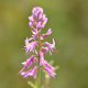 Plantes et arbustes avec inflorescence rose ou violette