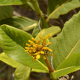 Plantes et arbustes avec inflorescence jaune ou dorée