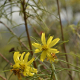 Plantes et arbustes avec inflorescence jaune ou dorée