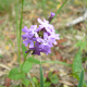 Plantes et arbustes avec inflorescence bleue