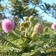 Plantes et arbustes avec inflorescence rose ou violette