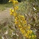 Plantes et arbustes avec inflorescence jaune ou dorée