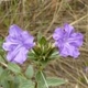 Plantes et arbustes avec inflorescence bleue