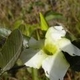 Plantes et arbustes avec inflorescence blanche