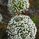 Plantes et arbustes avec inflorescence blanche