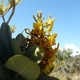 Fleurs fruits et arbustes avec inflorescence de couleur jaune ou dorée