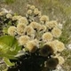 Plantes et arbustes avec inflorescence jaune ou dorée