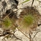 Plantes cactacées ou plantes similaires