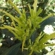 Plantes et arbustes avec inflorescence jaune ou dorée